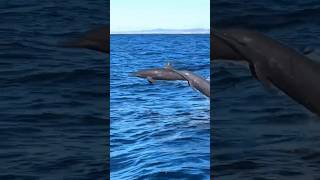 Spinner dolphin Animal #dolphin#ytshorts#youtubeshorts#shortvideo#nature#respect#shorts#short