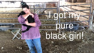 Lambing diaries: Saving the best for last! Vlog 551