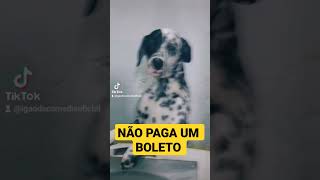 NÃO PAGA UM BOLETO KKKKKK  #shorts  #humor  #dog  #youtubeshorts