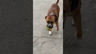 Любишь играться-люби и мячики носить! #cutedog#pitbull#amstaff#funny