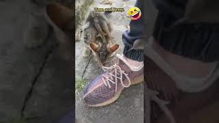 Funny Clip: Clever Mouse Outsmarts Cat 🐭🐱