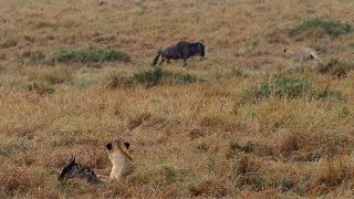 An unlucky wildebeest runs into an ongoing hunt