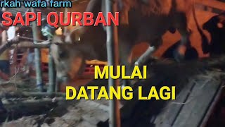 LAPAK SAPI MULAI RAME MENJELANG HARI RAYA QURBAN