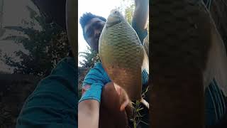 Dapat Ikan Tawes Super Besar #mancingliar