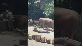 MENGAPA BELALAI GAJAH PANJANG SEKALI? #awolatv