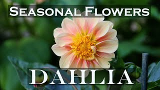 Dahlia | Seasonal Flowers