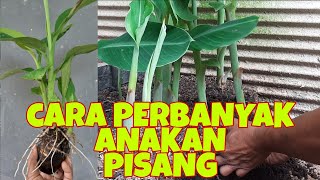 PERBANYAKAN ANAKAN PISANG