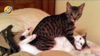 Funniest Moments of Dogs and Cats 2024 #2