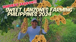 lanzones farm 2024: Harvest season na po.