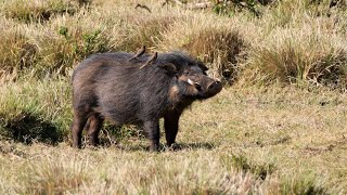 Giant Forest Hogs in Kenya.