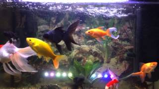 Gold fish aquarium