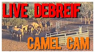 Live Debreif from Camel Cam