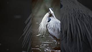 Great Blue Heron #wildlife #120fps #nature #birds