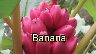 Banana /Saging, Pagmay itinanim, may aanihin