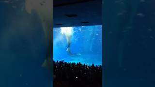 Okinawa, Japan. Aquarium ( Whale Sharks)