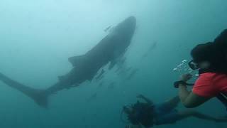 Whale Shark Swimming in Thailand