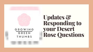 Responding to your questions on Adenium Desert Rose!