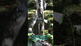 The WIDEST Tree in Pennsylvania - HUGE American Sycamore!