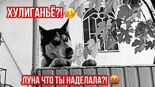 ЛУНА ЧТО ТЫ НАДЕЛАЛА?! 🤬