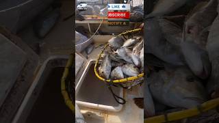 See how the Arabs catch fish in the sea😱🎣#fishvideo #foryou #fishing #sea #uae #fish #dubaisea