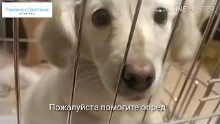 Котят я уже пристраивала)) Теперь мне принесли щенка))🐕🐾🐶🤗😇 Rescue a discarded dog.