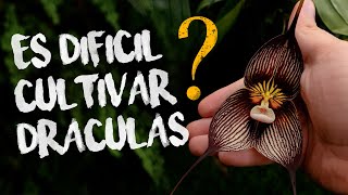 ¿Porqué es difícil cultivar Draculas? | Finca Dracula