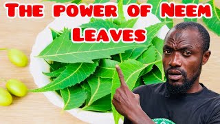 AMÄŹǏÑĠ HEALTH BENEFITS OF NEEM LEAVES (PT. 1)