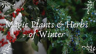 The Magic Herbs & Plants of Winter