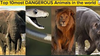 Top 10 Most Dangerous Animals in the World 🥶🌍 2023 #viral #shorts #facts #short #animals #top