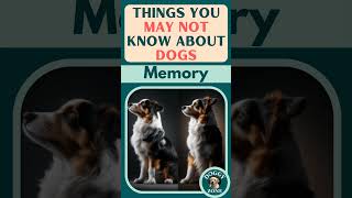 Dogs Have Exceptional Memory | Things You May Not Know About Dogs | YouTube Short Video | Dog Breeds