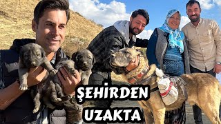 ŞEHİRDEN UZAKTA !!! KIVANÇ KASABALI / TRT BELGESEL İLE ÇOBANSIZ SÜRÜLER/KANGAL/@orhuntopkaya