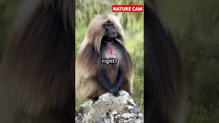 Gelada Baboons