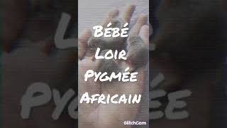 bébé Loir Pygmée Africain qui grandissent