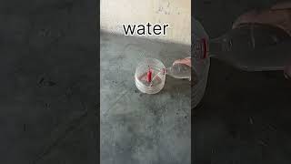 2024 amazing Crackers on water experiments #shorts #viral