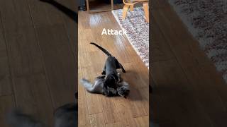 Cats (play) Fighting Set To Jazz