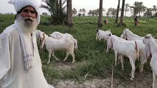 Angry with live stock department. Full documentary.