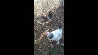 Rocky Rooster N Angie Part 2-A Chicken Love Affair