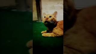 😻😻😻😻oyen ngedugem....#dj inilah aku