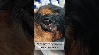 вросшие реснички у собаки #shorts #pets #cute #dog #veterinary Музыка: BirthdayМузыкант: LiQWYDURL