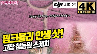 가을 여행 명소! 인스타 맛집! 고창 청농원 핑크뮬리 스케치(21년 10월 7일 상태)