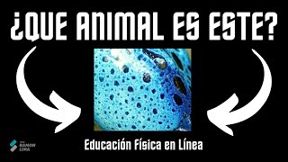 ¿QUE ANIMAL ES ESTE? - ACTIVIDAD PARA CLASES DE EDUCACIÓN FÍSICA ONLINE - PROF RAMON LIMA