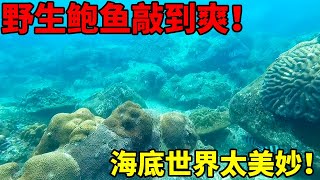 野生鲍鱼敲到爽！海底世界真美妙！