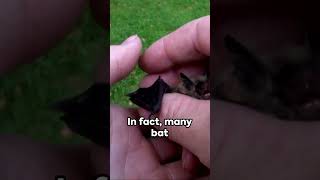 Intriguing Facts about Bats | Did You Know?