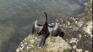 Cormorant getting some sun