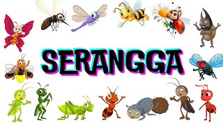 SERANGGA - Mengenal beberapa macam jenis serangga @AbizarPlay