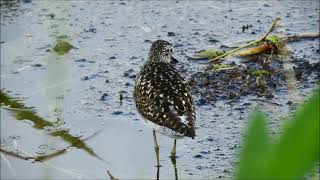 wood sandpiper