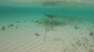 Manta raya en la piscina natural de Guna Yala, Caribe Panameño.