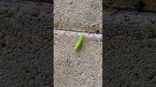 another goofy caterpillar #green #caterpillar #bug #nature