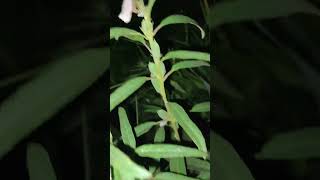 Seasum seeds plant night view