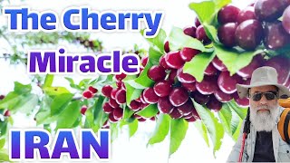 The Cherry Miracle:Cherry Miracle mashhad🚍🍒/iran 2022/walking tour/A miracle called cherries